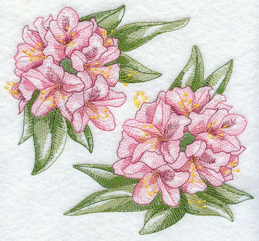 Rhododendron Sketch