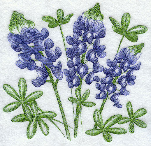 Bluebonnet Sketch