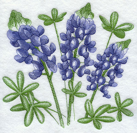 Bluebonnet Sketch