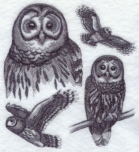 Barred Owl Sketch