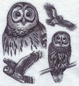 Barred Owl Sketch