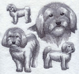 Havanese Sketch