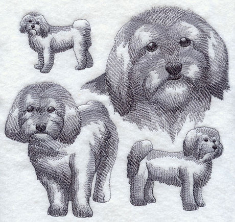 Havanese Sketch