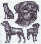 Rottweiler Sketch