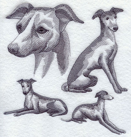 Italian Greyhound Sketch