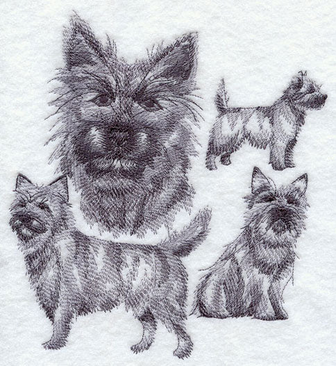 Cairn Terrier Sketch