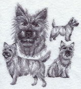 Cairn Terrier Sketch