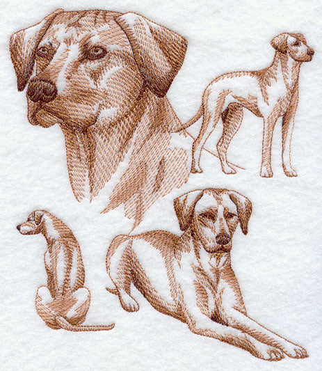 Rhodesian Ridgeback Sketch