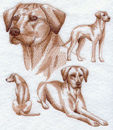 Rhodesian Ridgeback Sketch