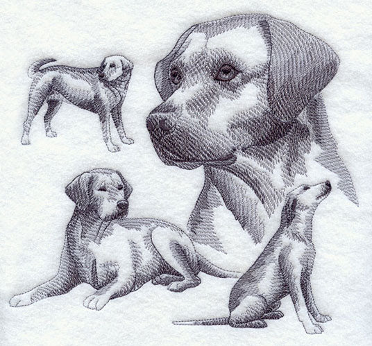Labrador Retriever Sketch