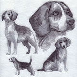 Beagle Sketch