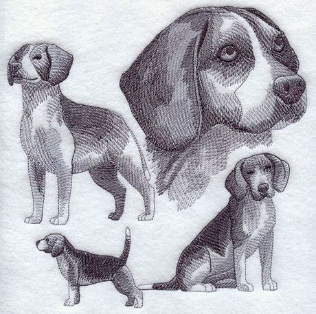 Beagle Sketch