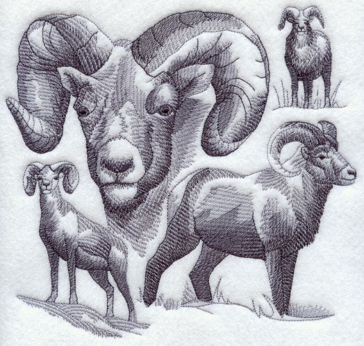 Bighorn Sheep Sketch