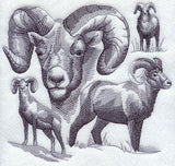 Bighorn Sheep Sketch