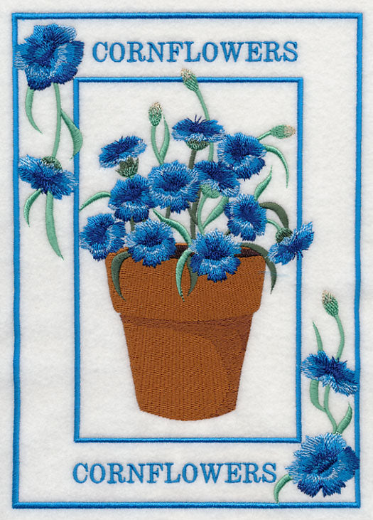 Potted Cornflowers Medley