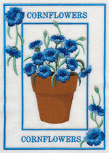 Potted Cornflowers Medley