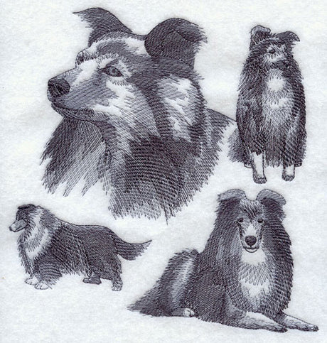 Shetland Sheepdog Sketch