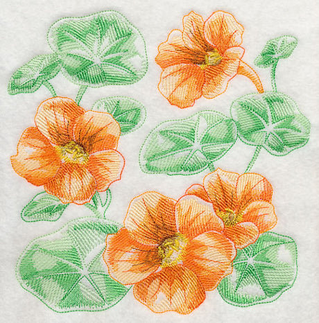 Nasturtium Sketch