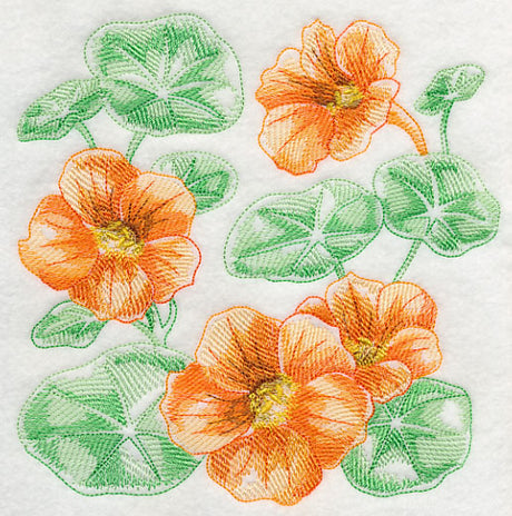 Nasturtium Sketch