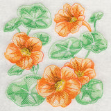 Nasturtium Sketch