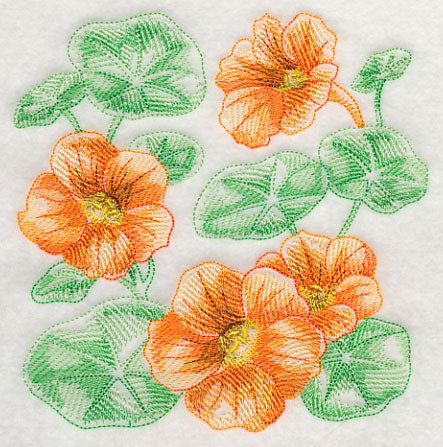 Nasturtium Sketch
