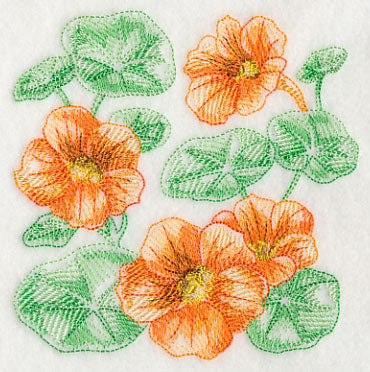 Nasturtium Sketch
