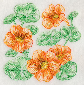 Nasturtium Sketch
