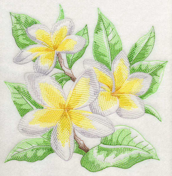 Frangipani Sketch