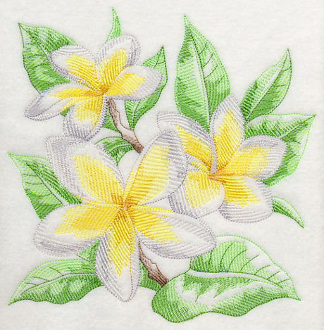 Frangipani Sketch