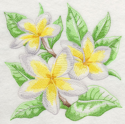 Frangipani Sketch