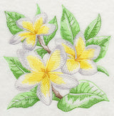 Frangipani Sketch