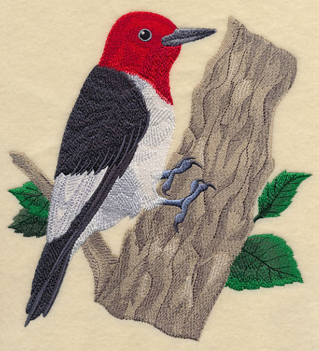 Red-headed Woodpecker