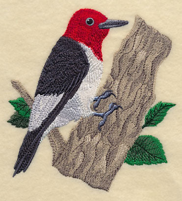 Red-headed Woodpecker