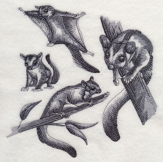 Sugar Glider Sketch