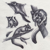 Sugar Glider Sketch