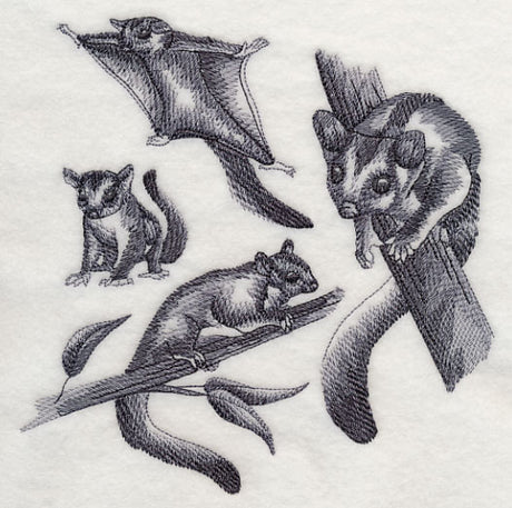 Sugar Glider Sketch