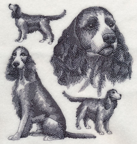 English Springer Spaniel Sketch (Full Tail)