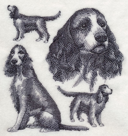 English Springer Spaniel Sketch (Full Tail)
