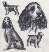 English Springer Spaniel Sketch (Docked Tail)