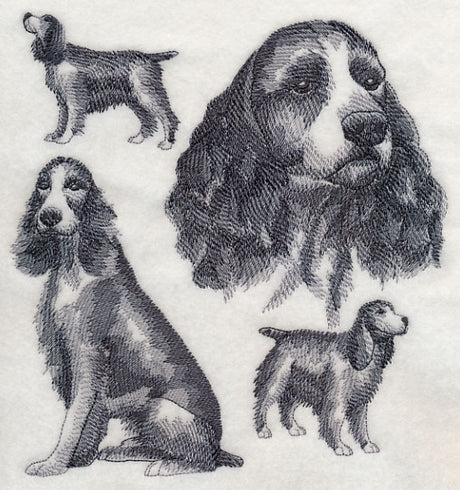 English Springer Spaniel Sketch (Docked Tail)