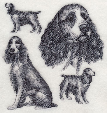 English Springer Spaniel Sketch (Docked Tail)