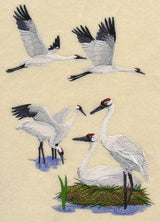 Whooping Crane Collage