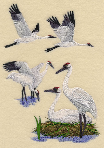 Whooping Crane Collage