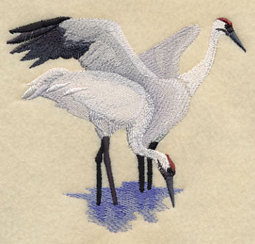 Whooping Cranes in the Marsh