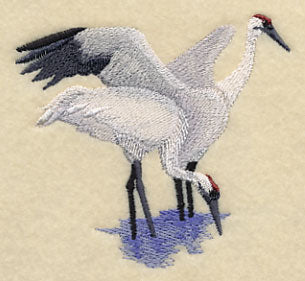Whooping Cranes in the Marsh