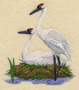 Whooping Cranes on Shore