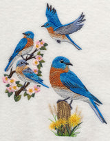 Eastern Bluebird Collage