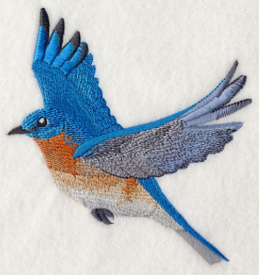 Eastern Bluebird in Flight