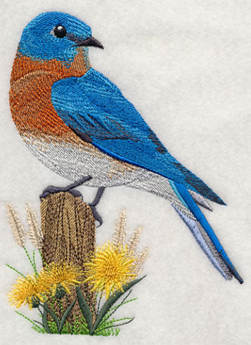 Eastern Bluebird at Rest