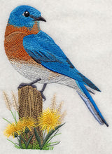 Eastern Bluebird at Rest